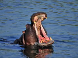 Descubre en dónde viven los hipopótamos en su hábitat natural