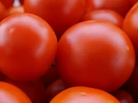 Guía completa del cultivo del tomate de industria en España técnicas clima y consejos