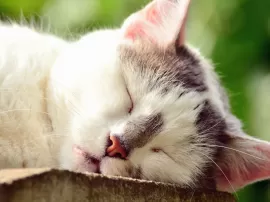Golpe de calor en gatos síntomas primeros auxilios y cómo actuar