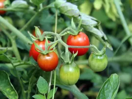 Descubre los mejores sistemas de entutorado de tomates para tu huerta