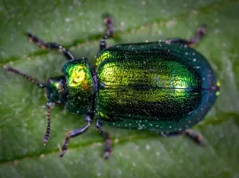 Descubre el mejor insecticida para erradicar el escarabajo de la patata