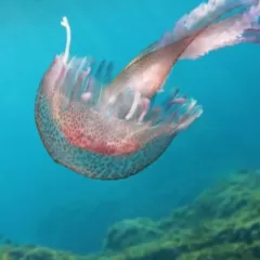 Consejos para evitar y tratar picaduras de medusa en Menorca.