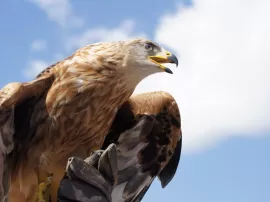 La renovación del águila predadora a los 40 años La verdad detrás