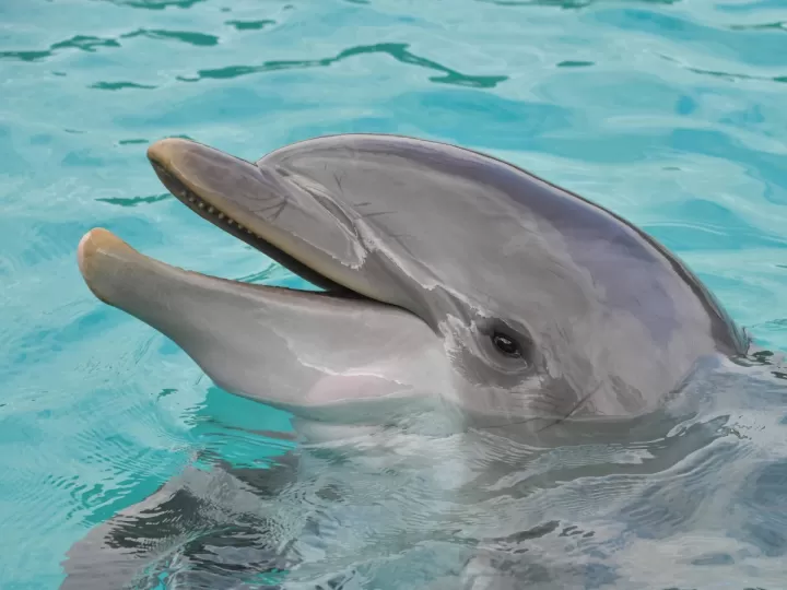 10 características de los delfines