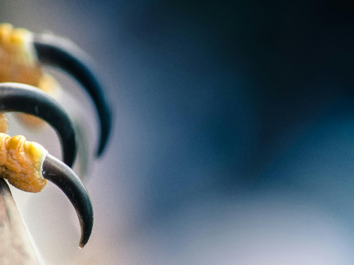 Análisis de bioactivadores de queratina: opiniones y comparativas en productos de peluquería