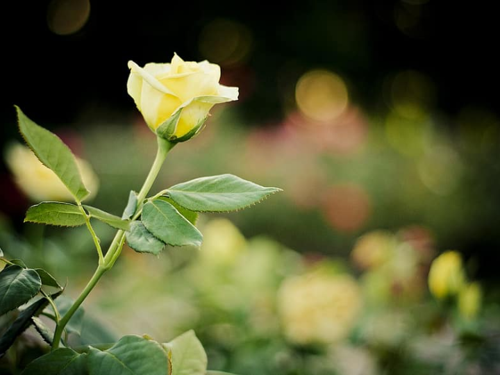 Bloom Organic Salon: Análisis comparativo de los mejores productos de estética orgánica