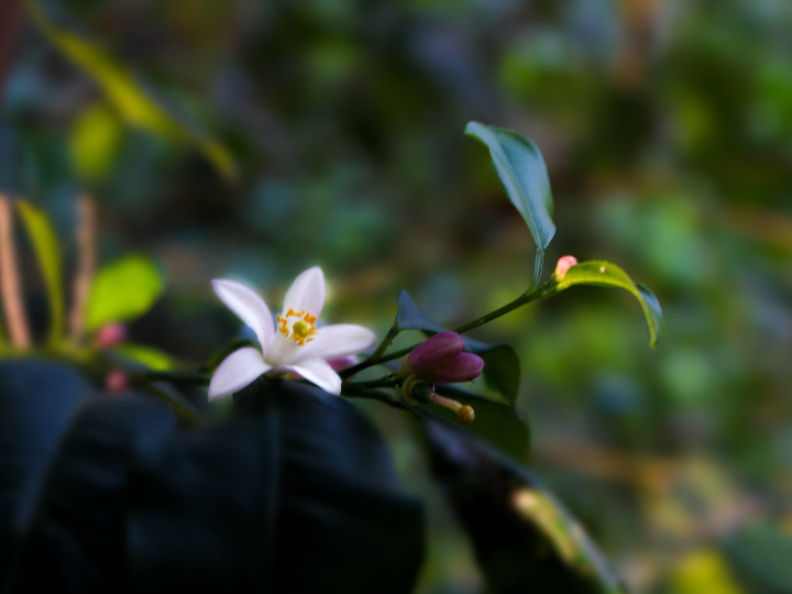 Blumin Opiniones: ¿Qué dicen los expertos en peluquería sobre esta marca?