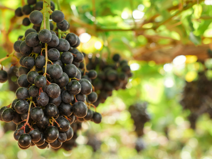 Bodegas en Mendoza: Descubre los Mejores Viñedos y Vinos