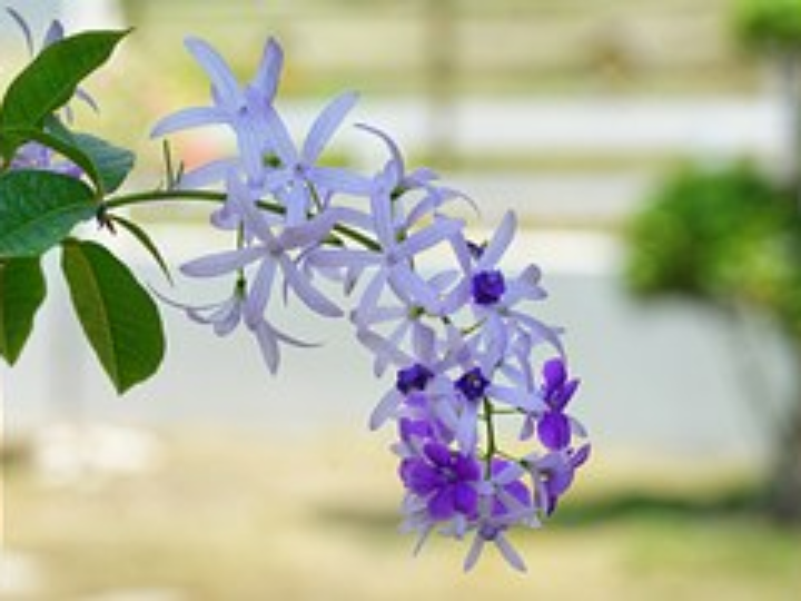 Consistencia pétrea en medicina: significado y tratamiento