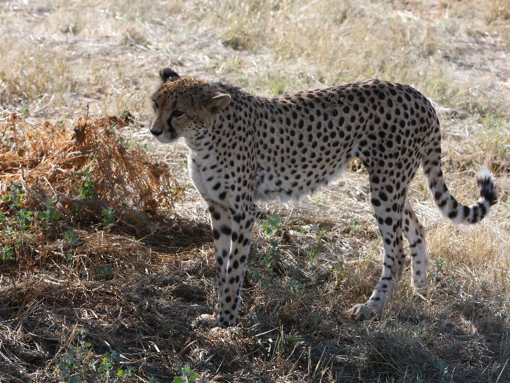 Descubre el Bionico: Significado y Comparación de Productos de Estética