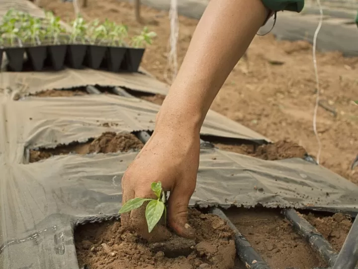 desmayarse o tener un quiebre emocional