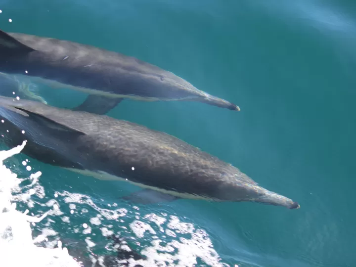 dolphin e20