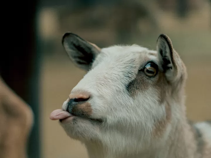 dudas es legal tener un gallo en casa