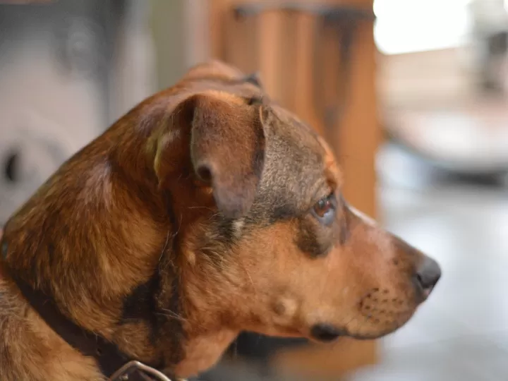 efectos secundarios de la acepromacina en perros