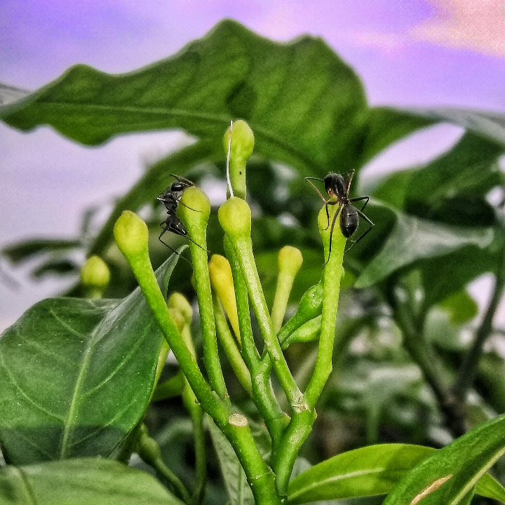 El añil: planta medicinal con múltiples beneficios