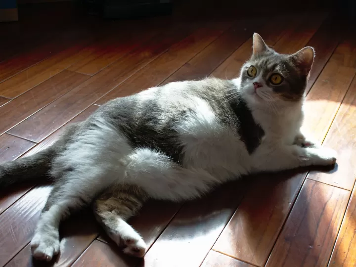 enfermedad inflamatoria intestinal en gatos sintomas y tratamiento