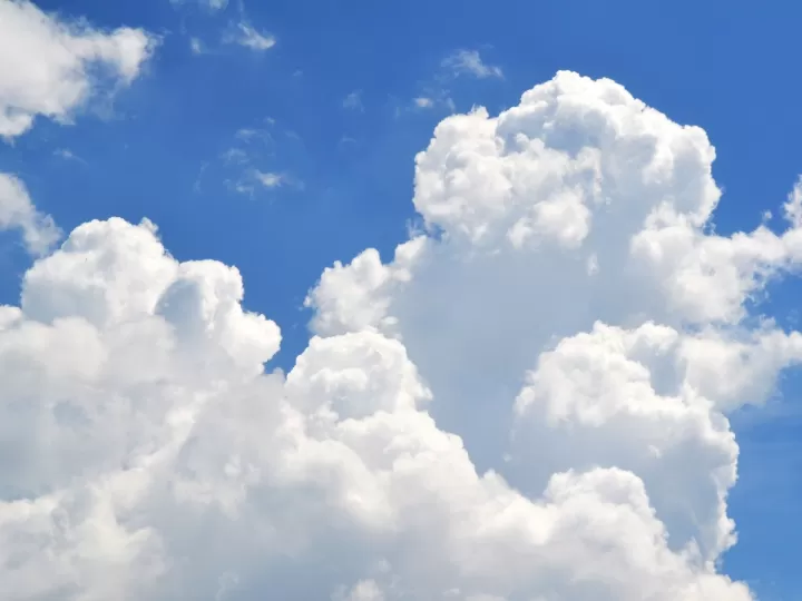 erisimo propiedades y contraindicaciones