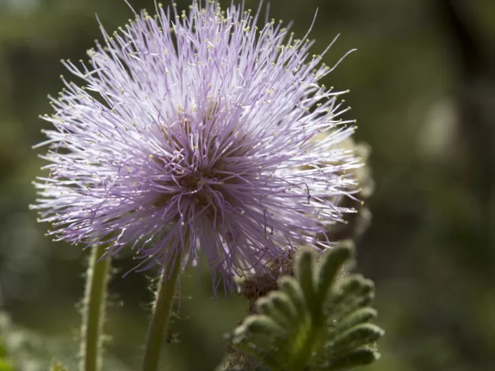 flor del cardo crucigrama
