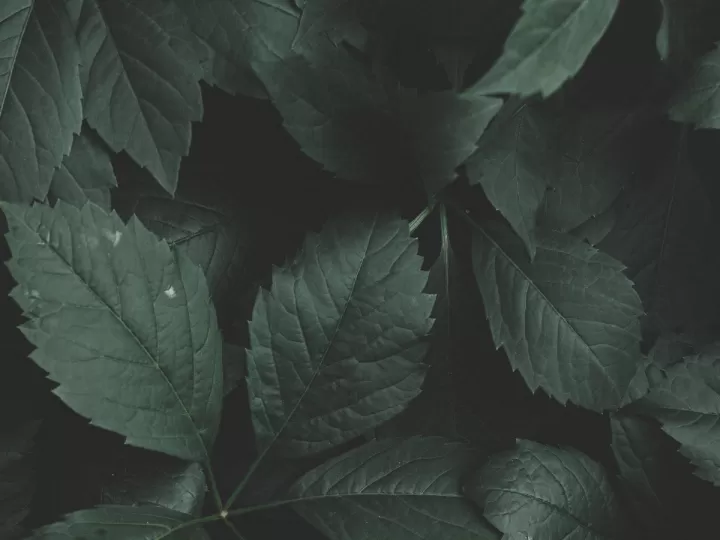 hojas de parra mercadona precio