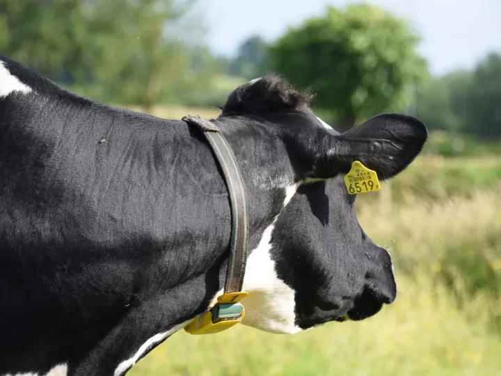 jagermeister mercadona