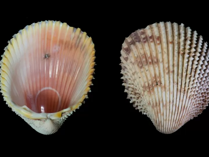 molusco prehistorico crucigrama