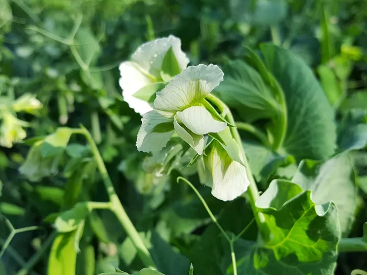 nulodol pea