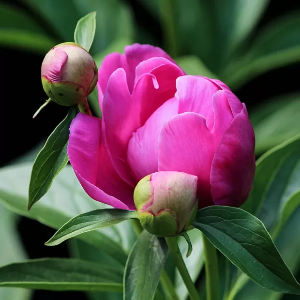 paeonia broteri