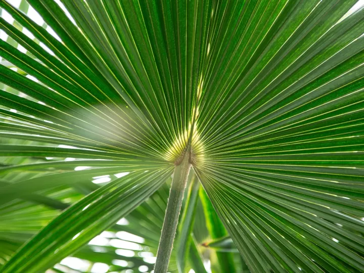 palmetto palmetto