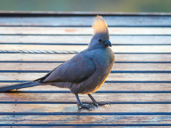 Peña de Karria por la arista SE