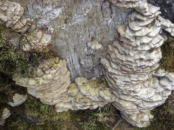 polyporus umbellatus