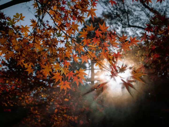 pros y contras de pedir una excedencia