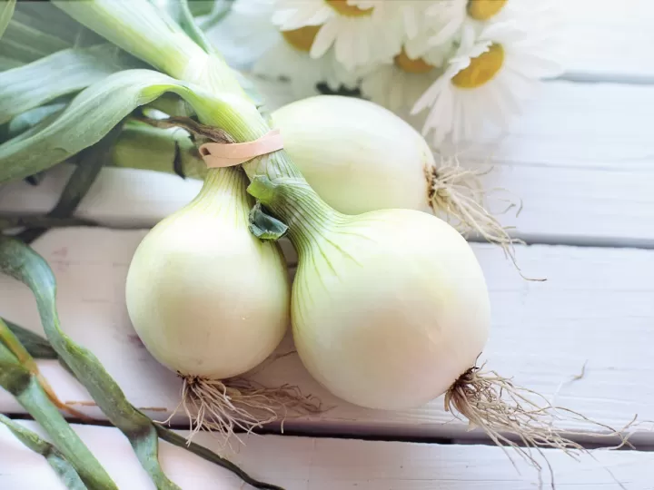 puro vegafina