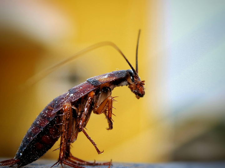 REFUGIO DE LA CUCARACHA