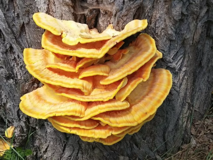reishi ansiedad