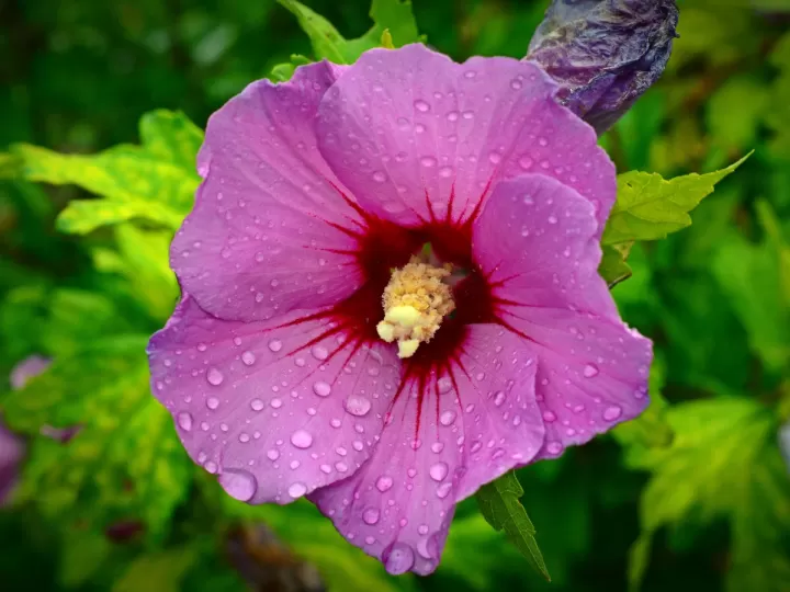 rhodiola rosea complex