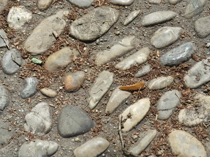 rompe piedra hierba