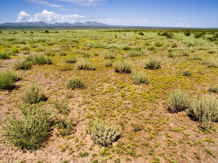 salsola oppositifolia