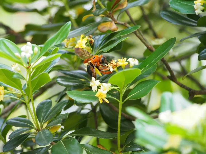 sonamel