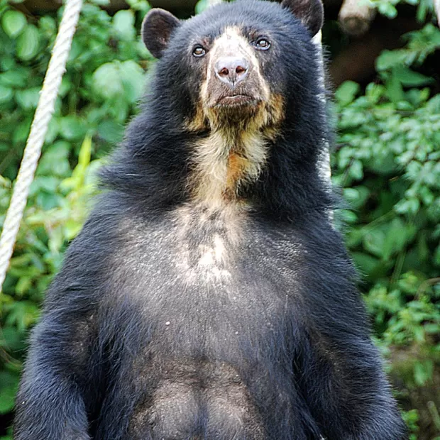 tasmanian tiger ifak
