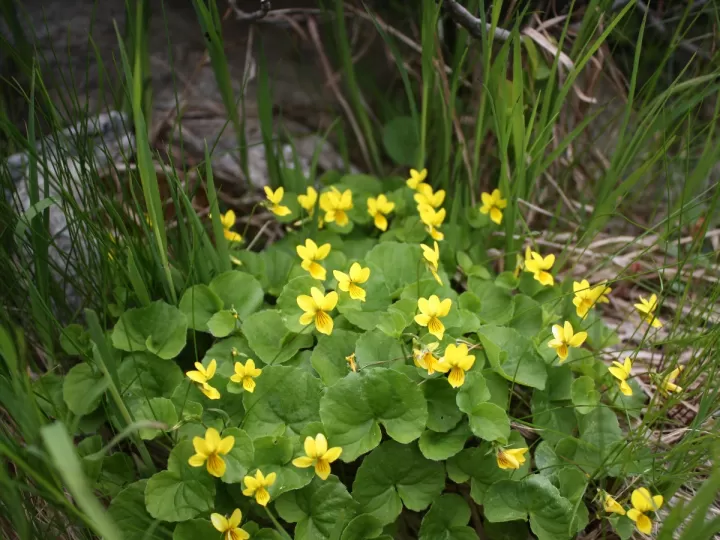 tila alpina mercadona