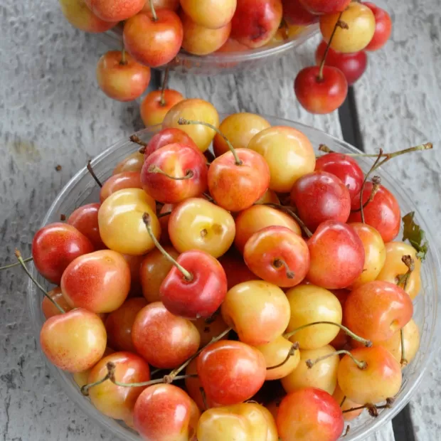 tomate rosa de la reina
