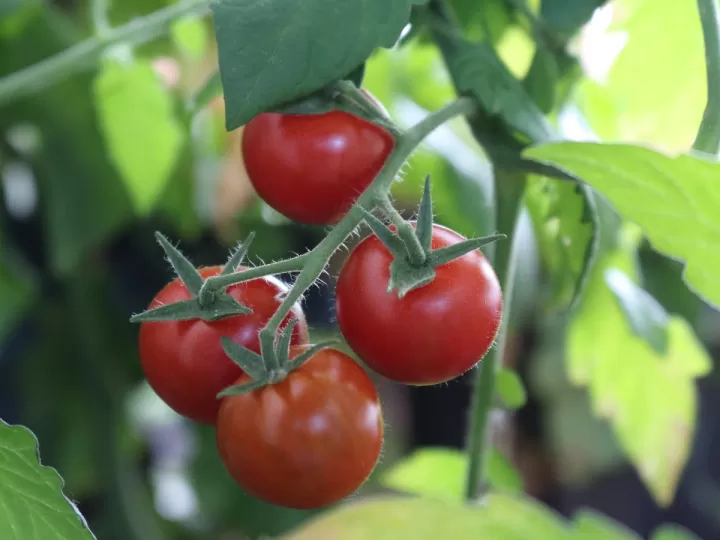 tomate san marzano mercadona