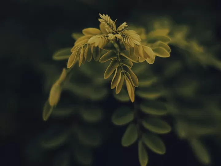 tomatera hojas amarillas