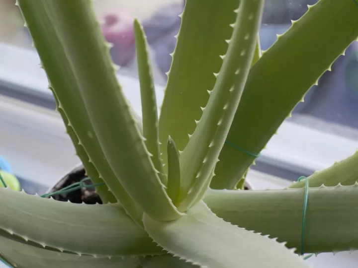 topper aloe vera