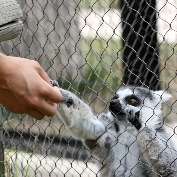 trabajo en refugio de animales