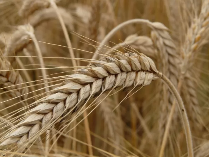 trigo en grano mercadona