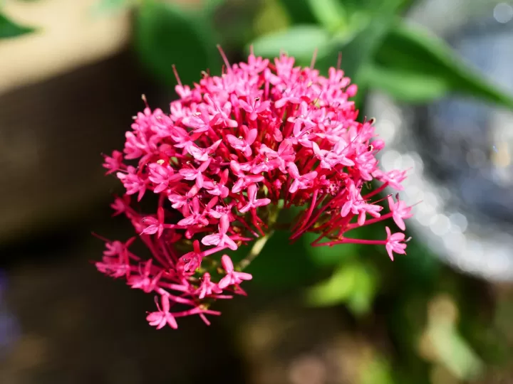 valeriana o melatonina