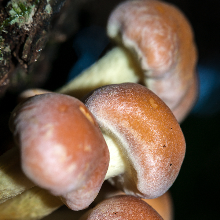 Vaselina medicinal: usos y contraindicaciones