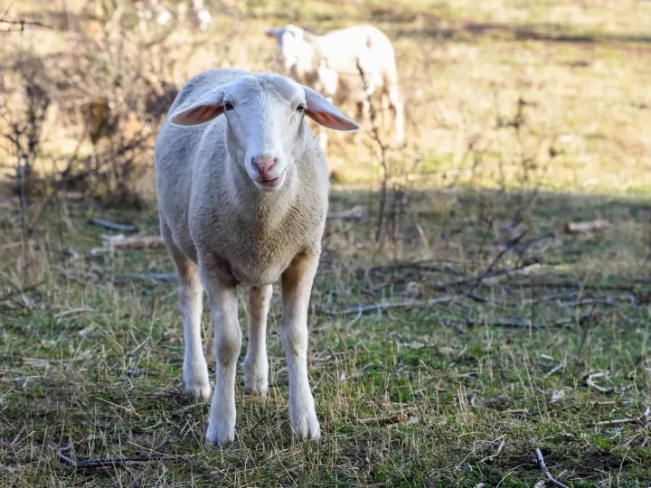 venta de ovejas en castilla la mancha
