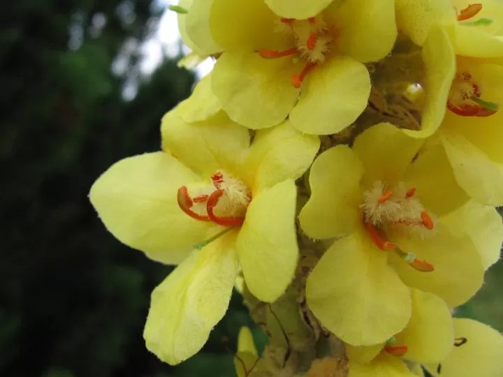 verbascum sinuatum